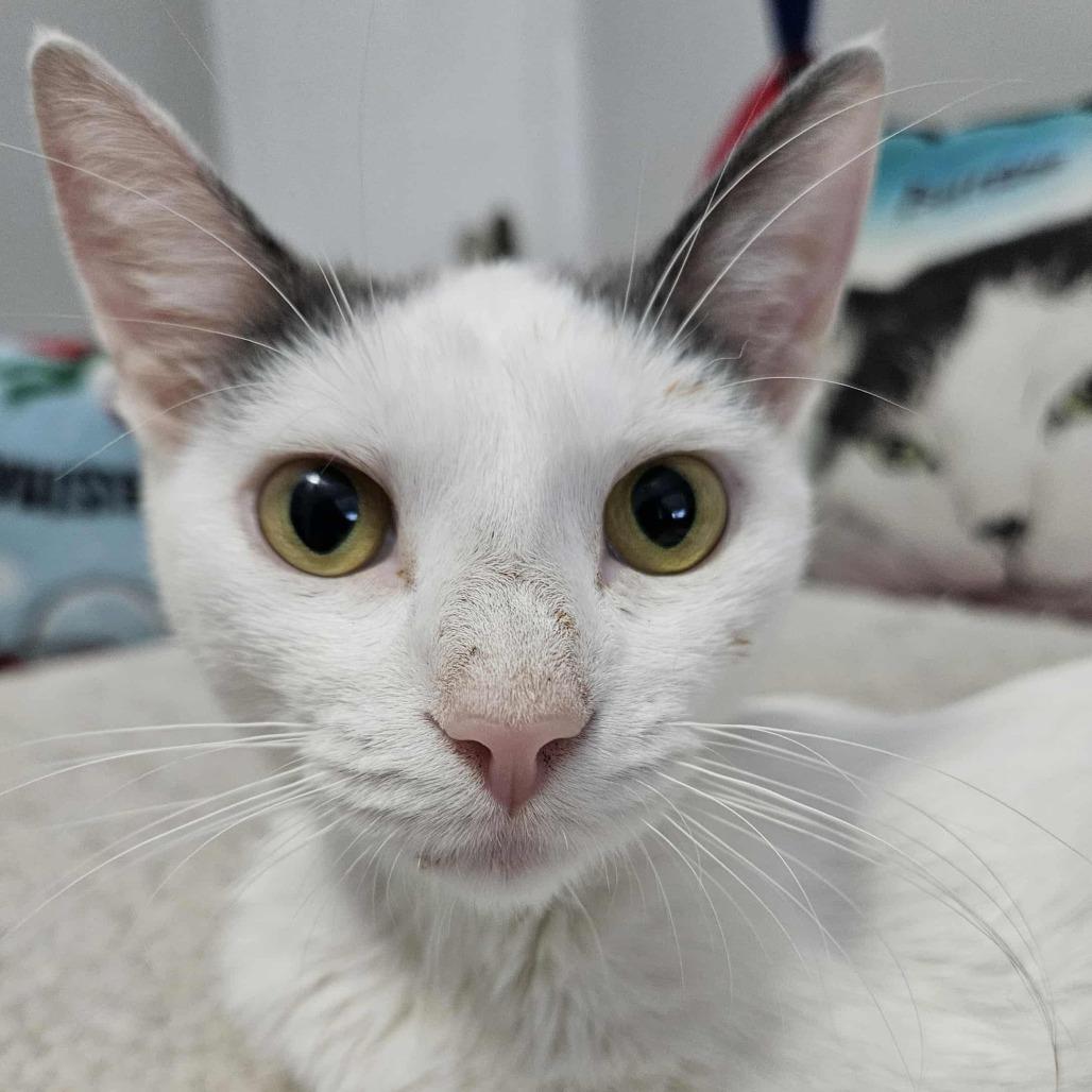 Enlarge Pearl, a Adoptable Domestic Short Hair in FAIRWAY, KS image 6/6