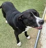 Babsie, a ADOPTABLE mixed breed in Denton, TX image 3/3