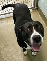 Babsie, a ADOPTABLE mixed breed in Denton, TX image 2/3