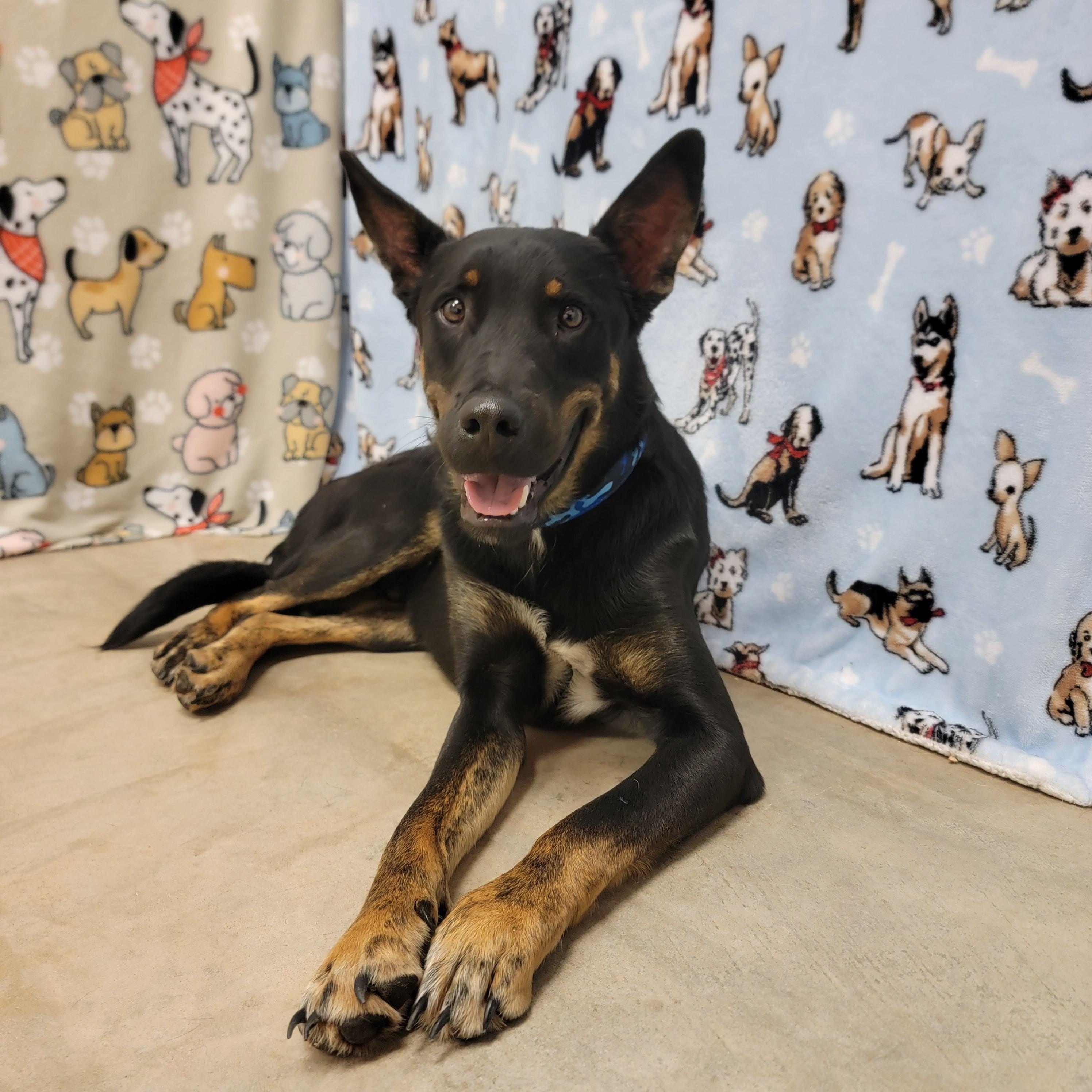 Hubert, Adult Male Shepherd