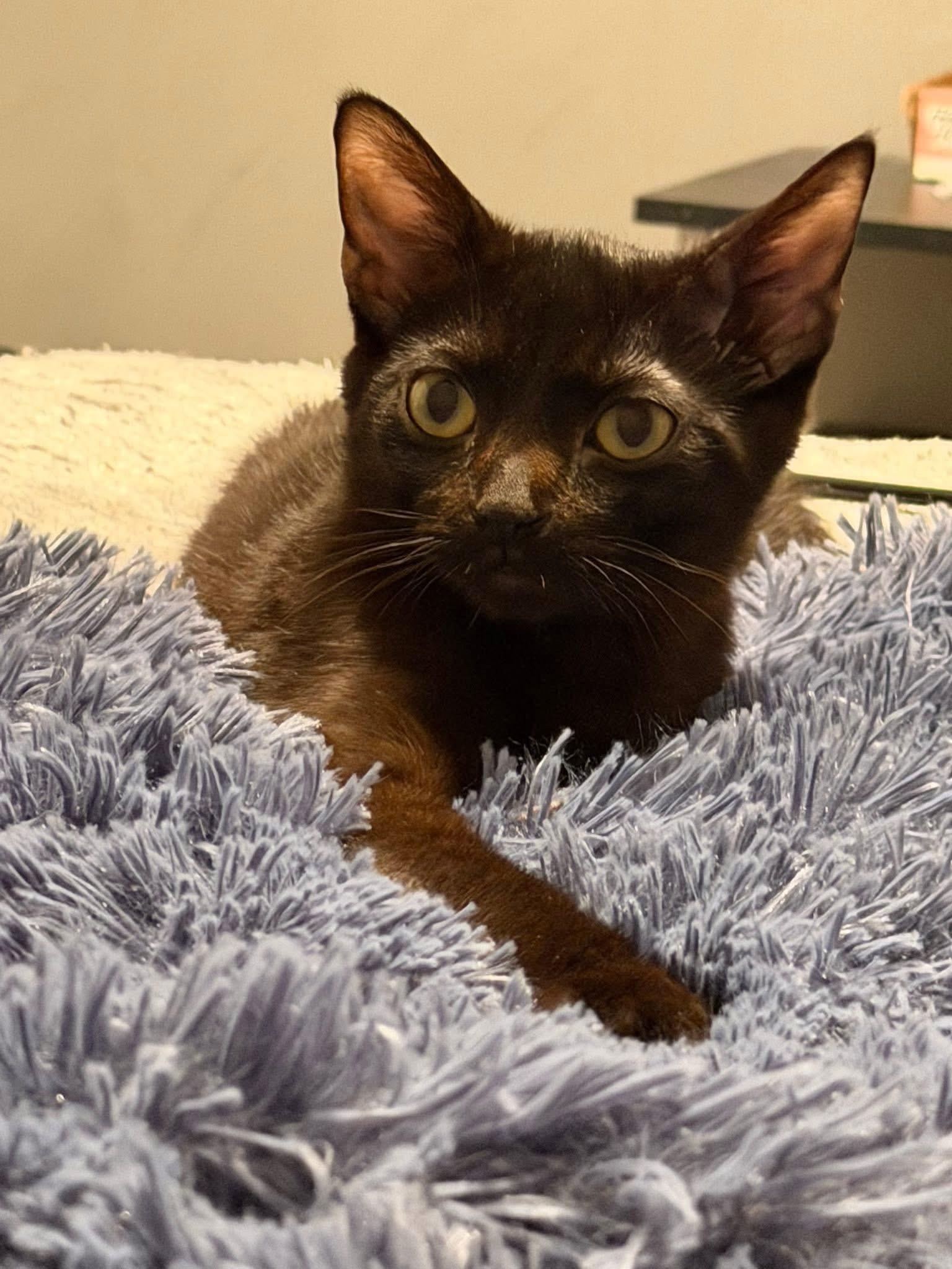 Sapphire , ADOPTABLE, Kitten Female Domestic Short Hair.