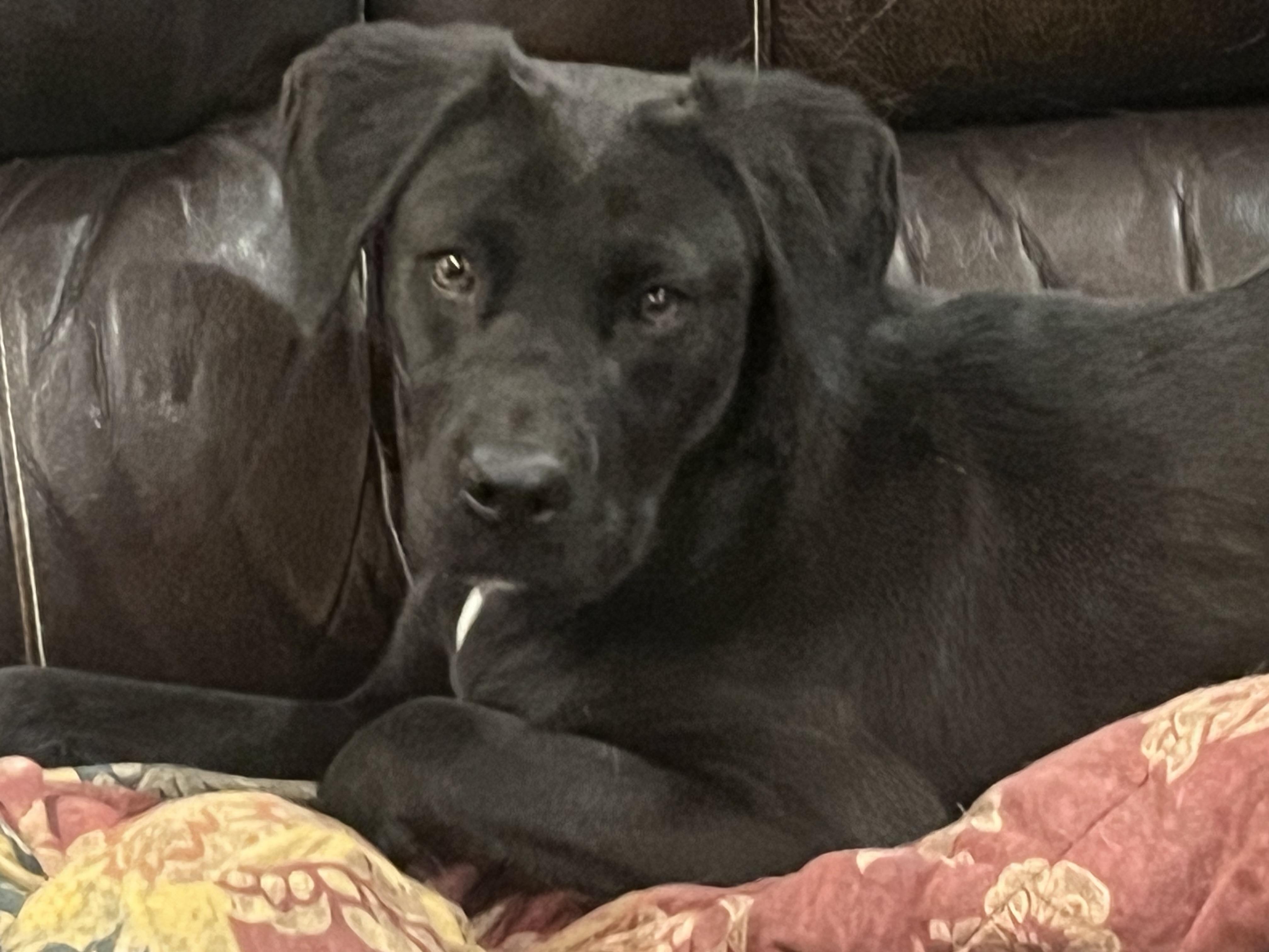 Enlarge Edris, a ADOPTABLE mixed breed in Longmont, CO image 1/1