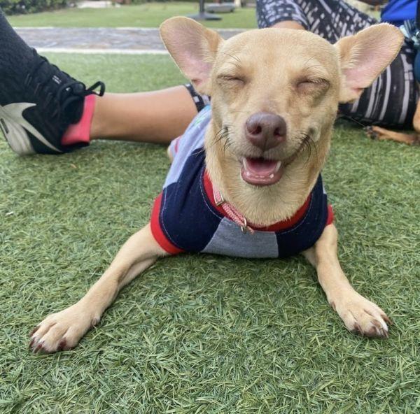 Enlarge Nany, a Adoptable Chihuahua in St. Petersburg, FL image 1/6