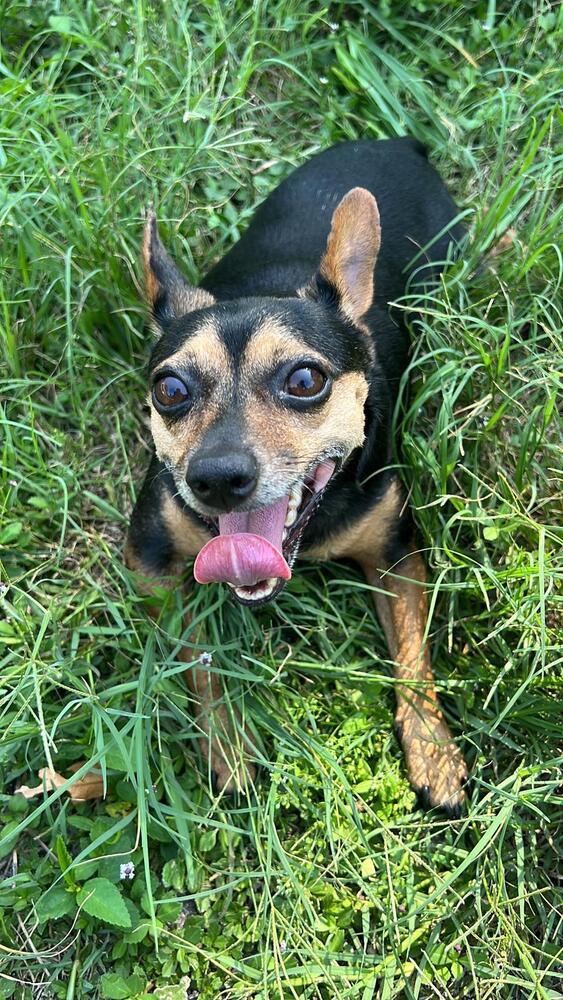 Enlarge Nany, a Adoptable Chihuahua in St. Petersburg, FL image 2/6