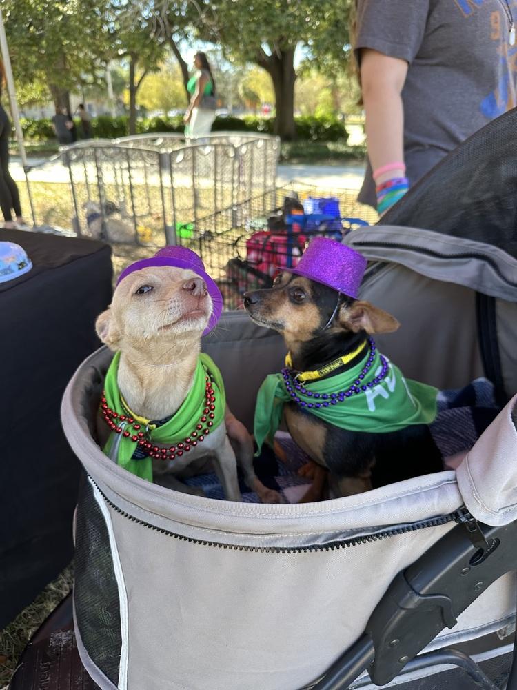 Enlarge Nany, a Adoptable Chihuahua in St. Petersburg, FL image 3/6