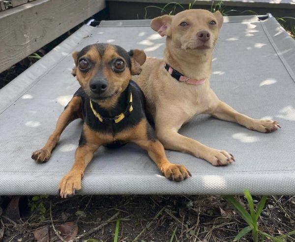Enlarge Nany, a Adoptable Chihuahua in St. Petersburg, FL image 4/6