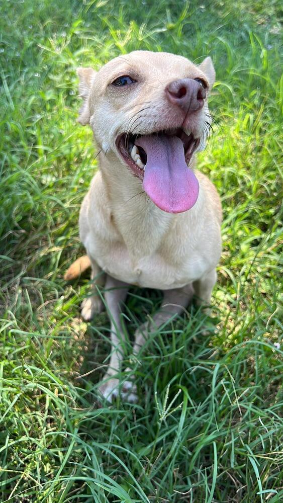 Enlarge Nany, a Adoptable Chihuahua in St. Petersburg, FL image 5/6