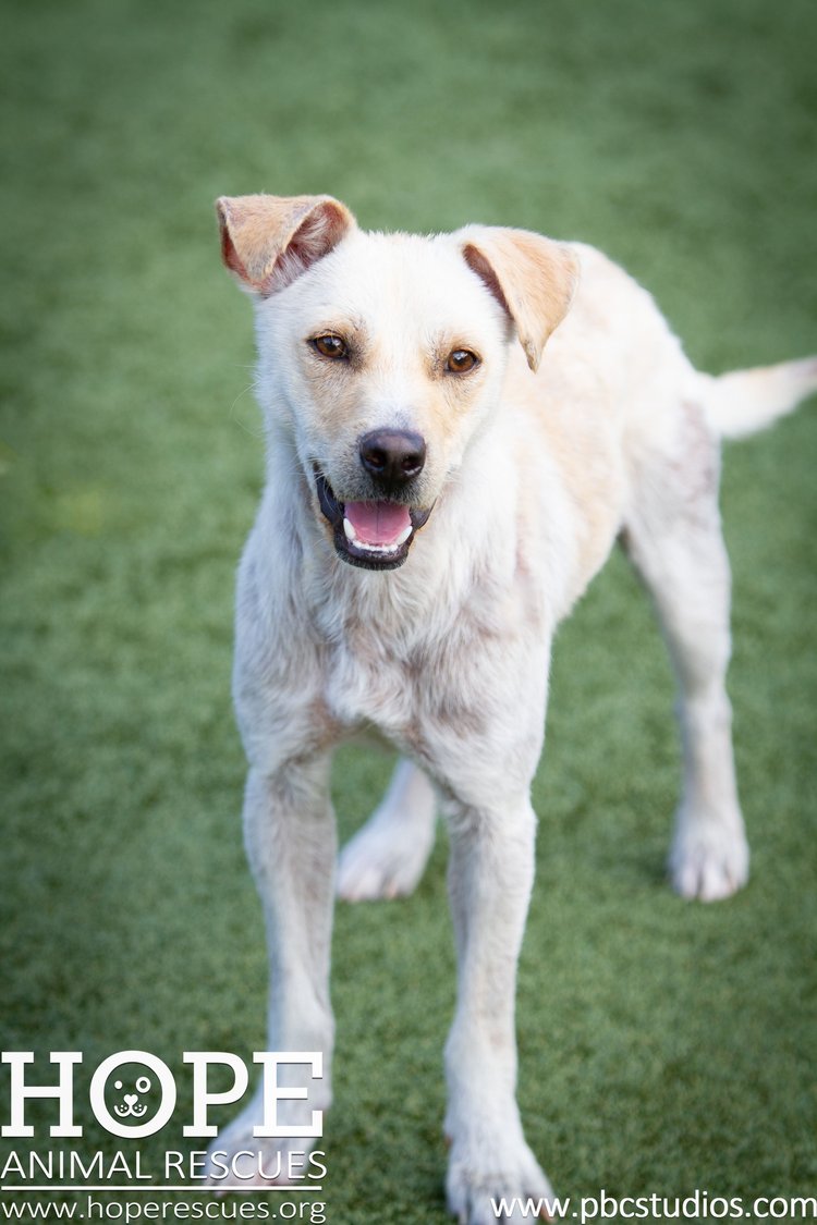 Enlarge Buddy, a Adoptable mixed breed in Godfrey, IL image 2/3