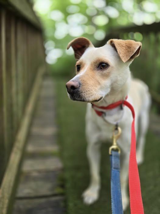 Enlarge Buddy, a Adoptable mixed breed in Godfrey, IL image 1/3