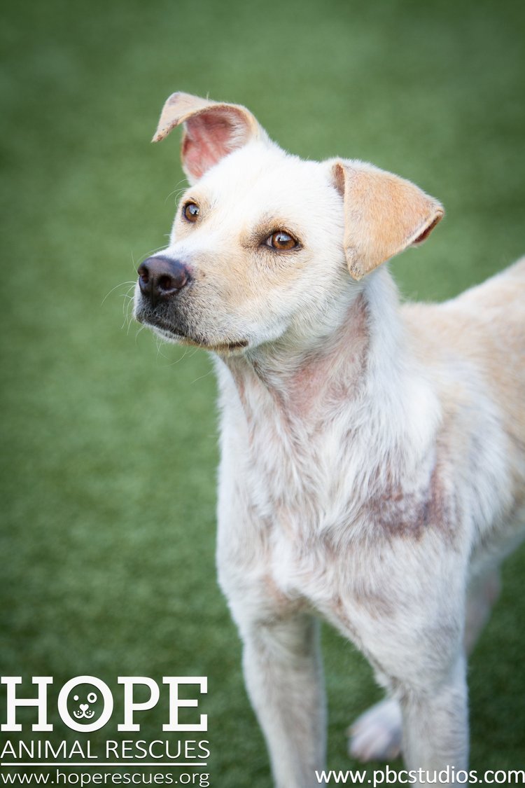 Enlarge Buddy, a Adoptable mixed breed in Godfrey, IL image 3/3