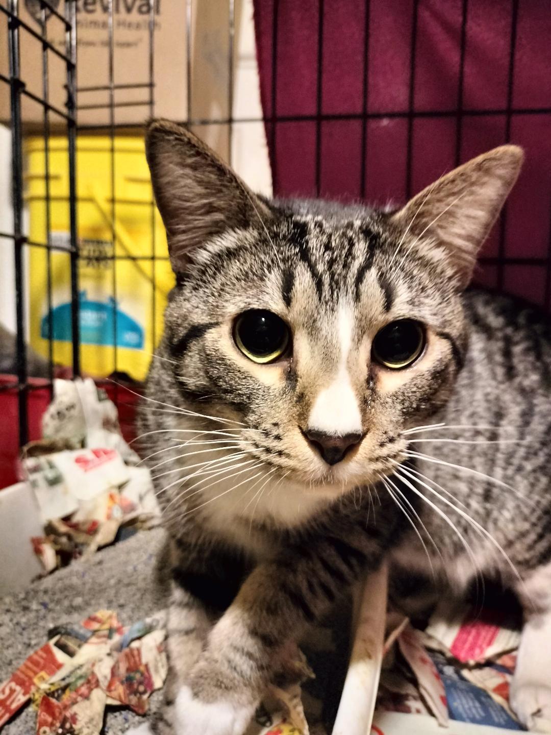 Tabby Boy, Adoptable, Adult Male American Shorthair.