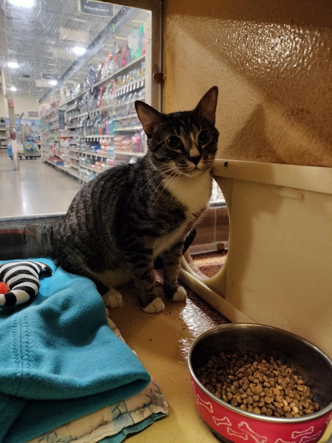 Enlarge Tabby Boy, a Adoptable American Shorthair in Phoenix, AZ image 2/2