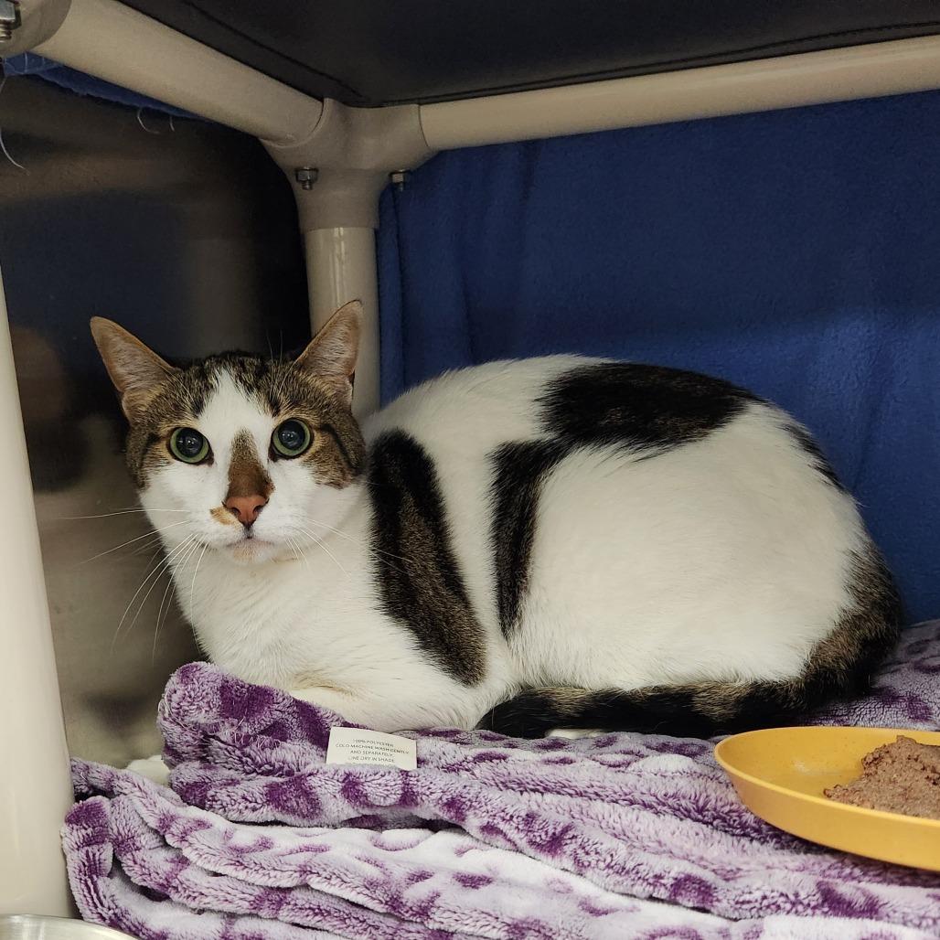Enlarge Karma, a Adoptable Domestic Short Hair in Grand Rapids, MI image 1/1
