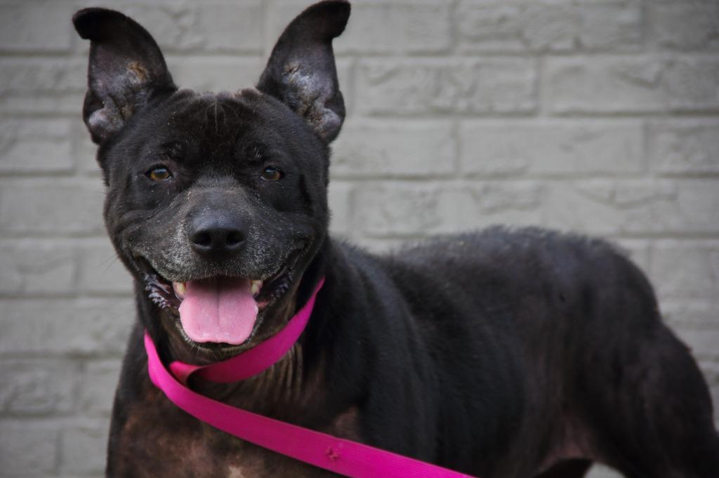 Molly, Adoptable, Senior Female Pit Bull Terrier & Shar-Pei.