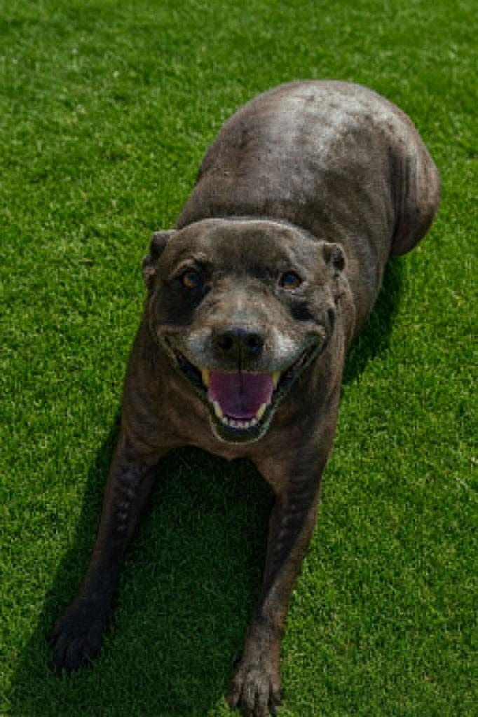 Enlarge Molly, a Adoptable mixed breed in East Ridge, TN image 2/6