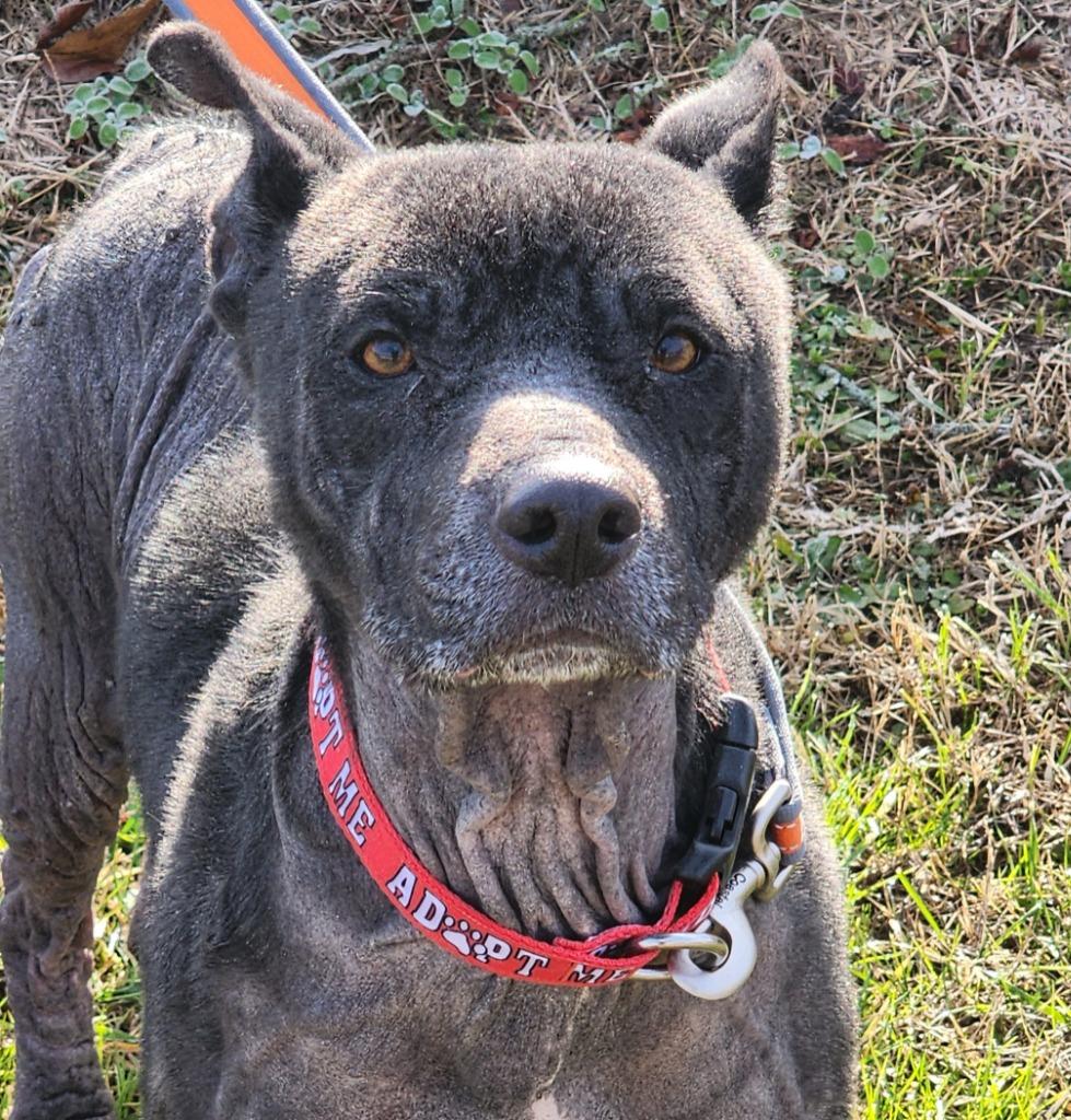 Enlarge Molly, a Adoptable mixed breed in East Ridge, TN image 3/6