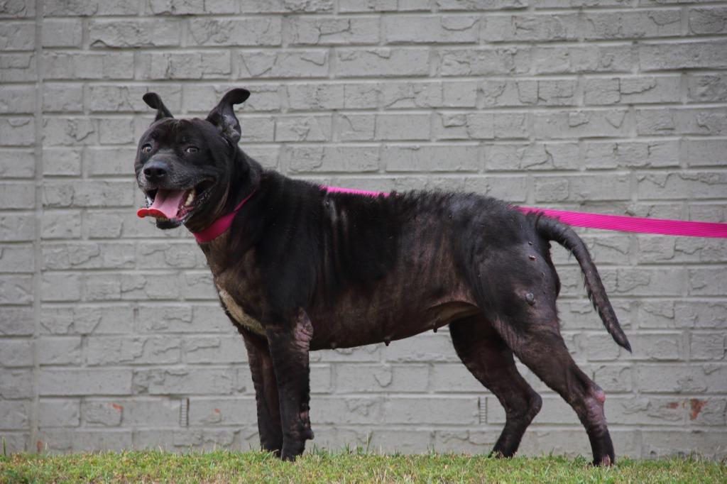 Enlarge Molly, a Adoptable mixed breed in East Ridge, TN image 4/6