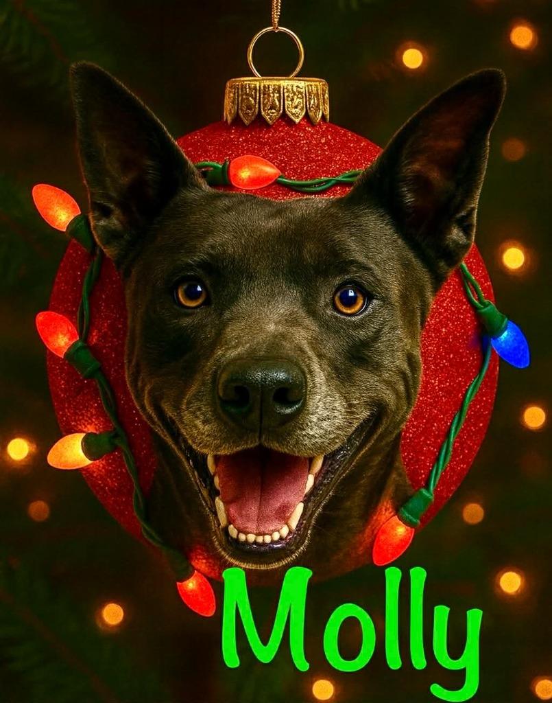 Enlarge Molly, a Adoptable mixed breed in East Ridge, TN image 5/6