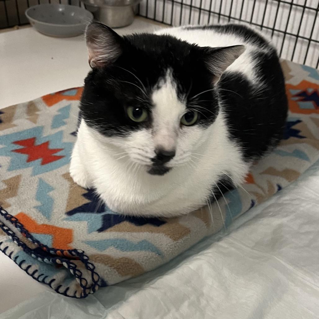 Fig, Adoptable, Adult Male Domestic Short Hair.