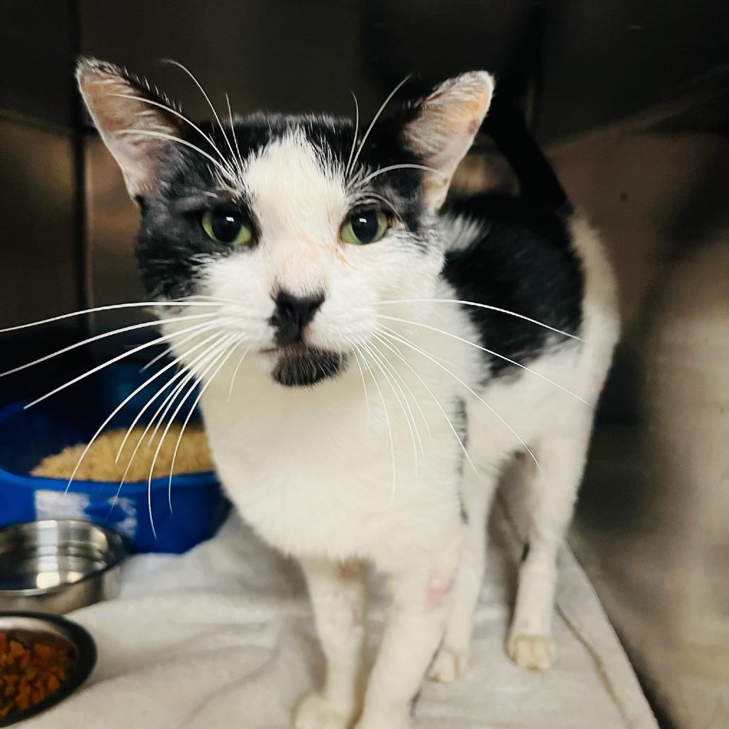 Enlarge Fig, a Adoptable Domestic Short Hair in Richmond Hill, GA image 2/2