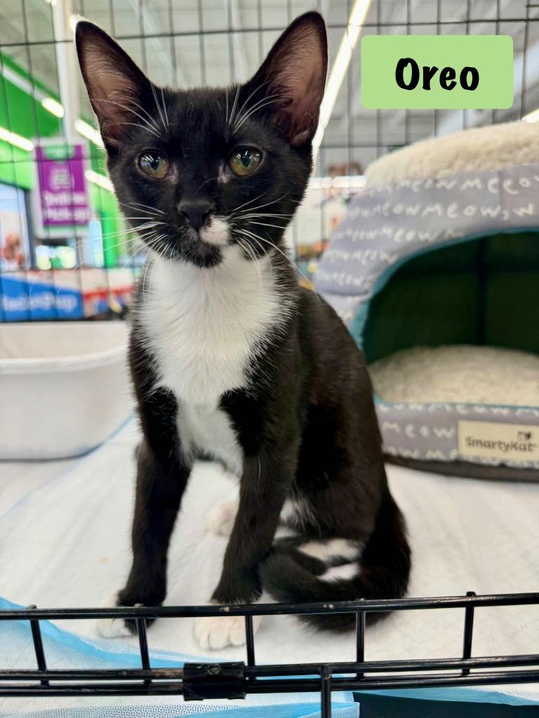 Enlarge Oreo, a Adoptable mixed breed in Hoover , AL image 1/3