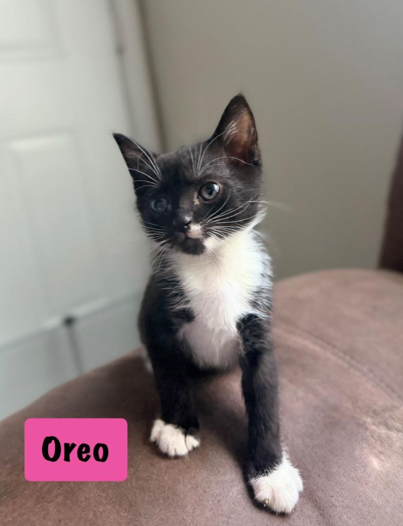 Enlarge Oreo, a Adoptable mixed breed in Hoover , AL image 2/3