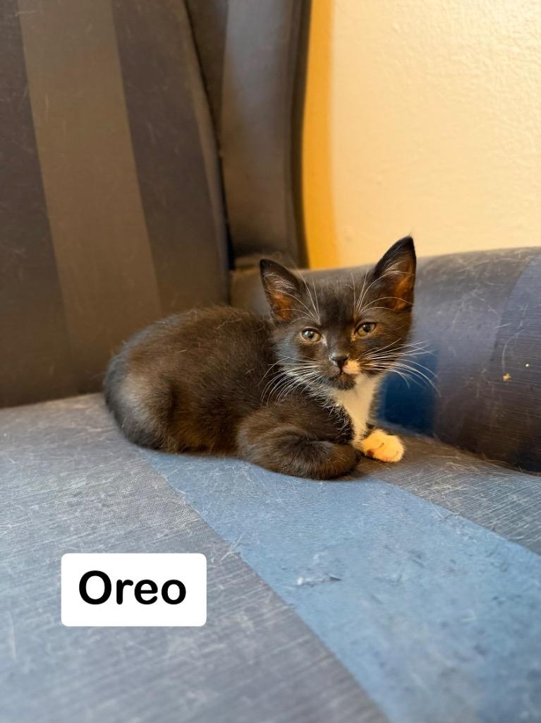 Enlarge Oreo, a Adoptable mixed breed in Hoover , AL image 3/3