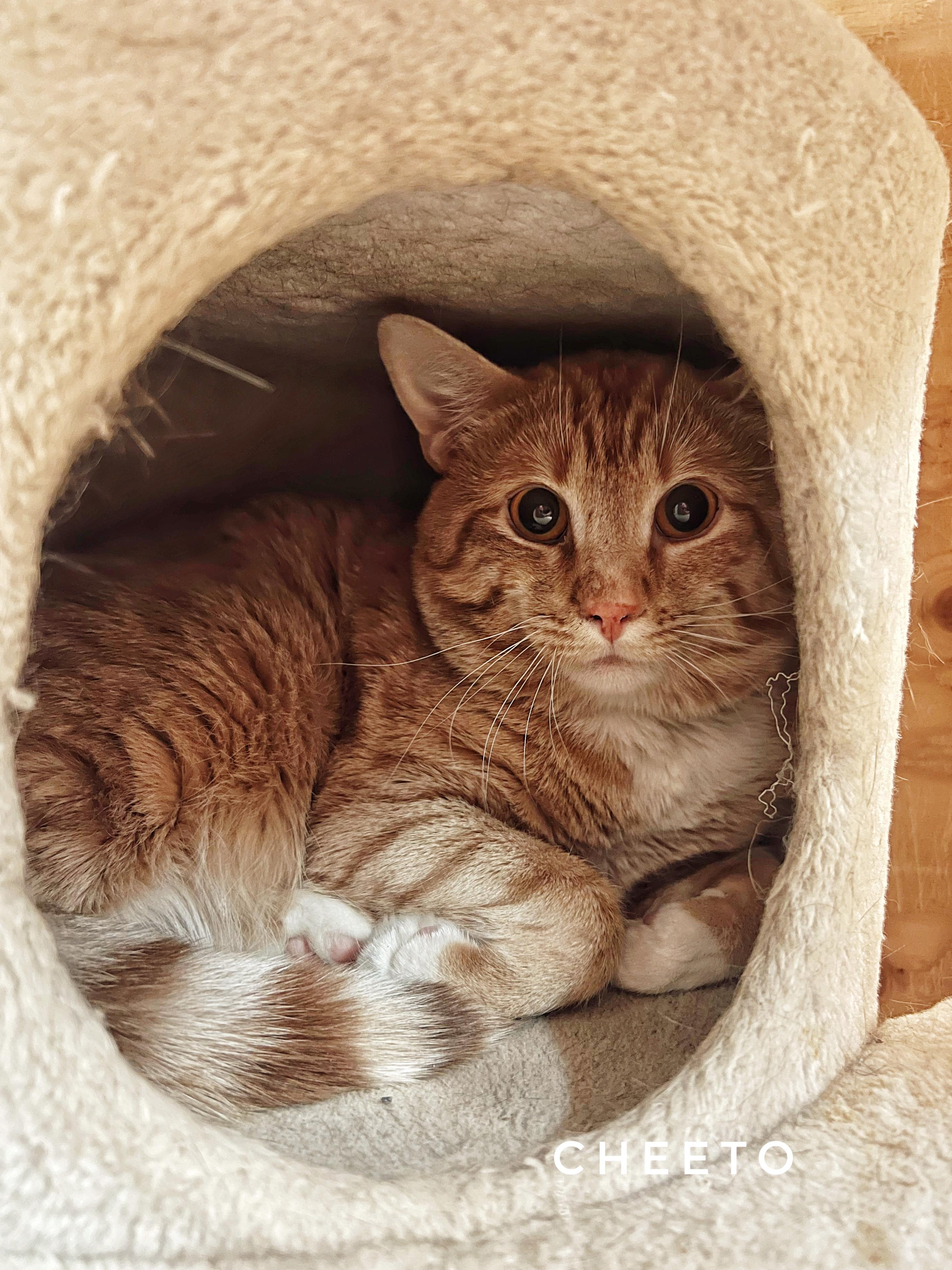 Enlarge Cheeto, a Adoptable Domestic Short Hair in Peace River, AB image 1/1