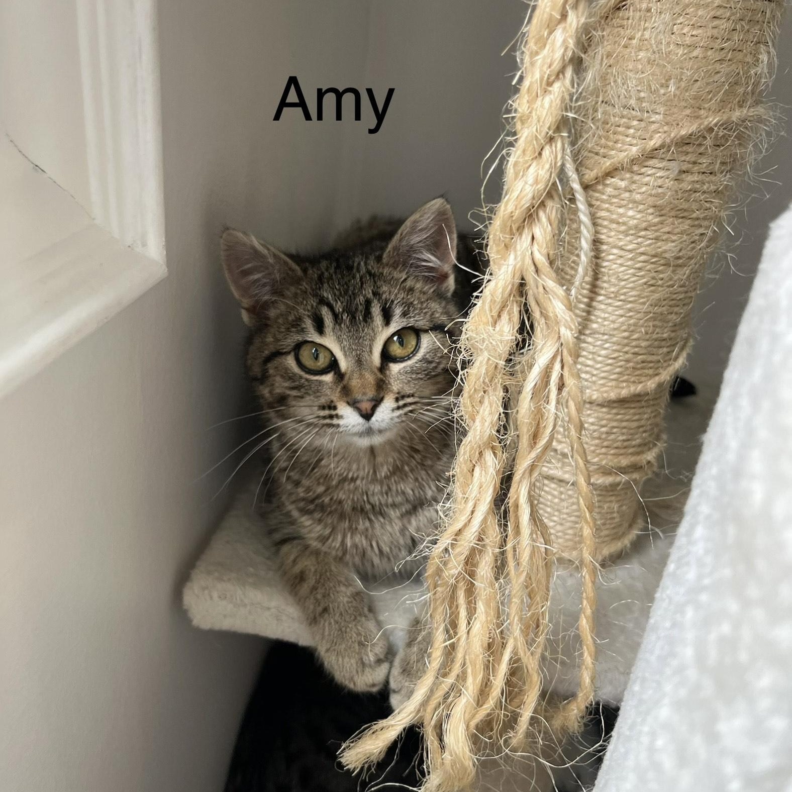 Enlarge Amy, a Adoptable Domestic Short Hair in Pickering, ON image 2/3