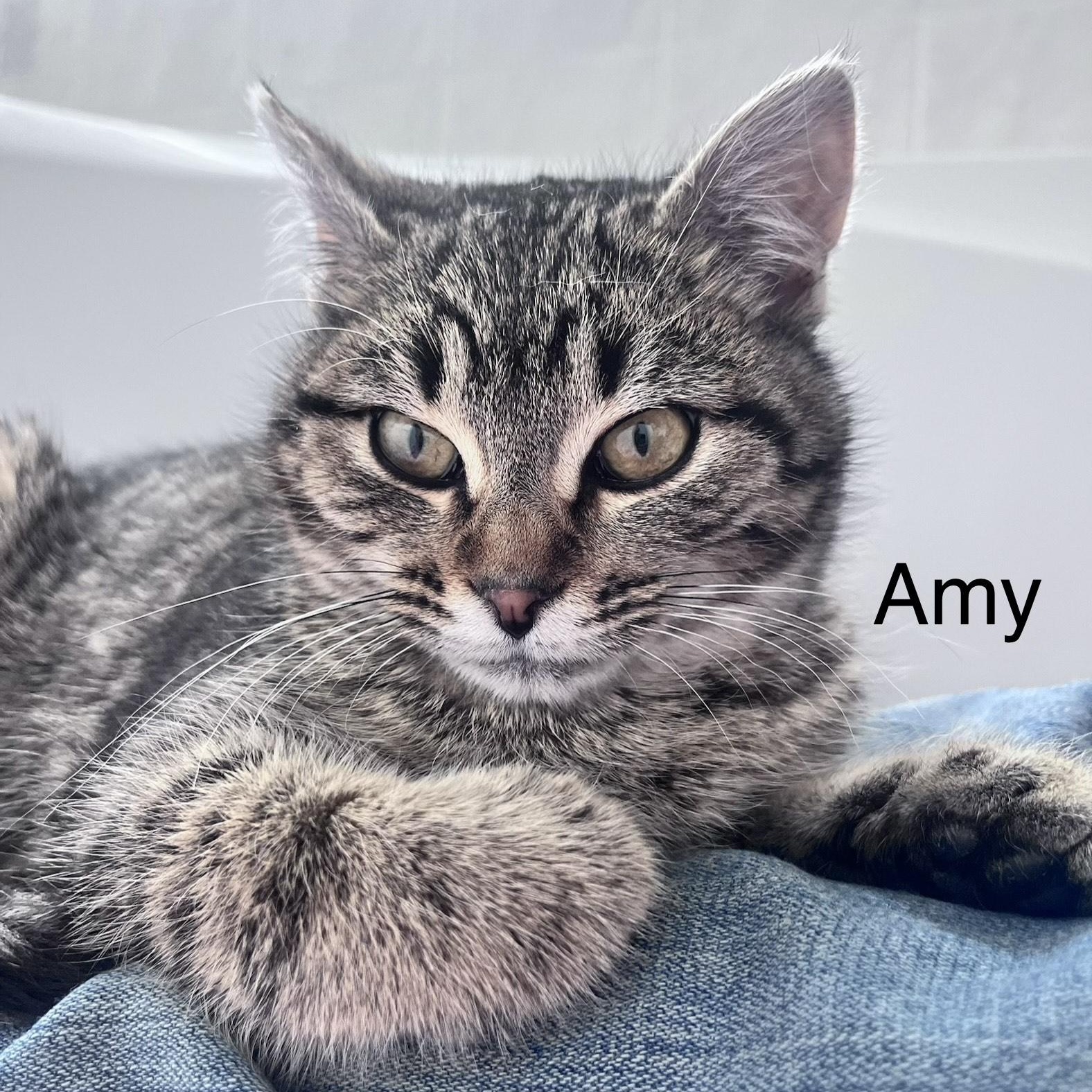 Amy, Adoptable, Kitten Female Domestic Short Hair.