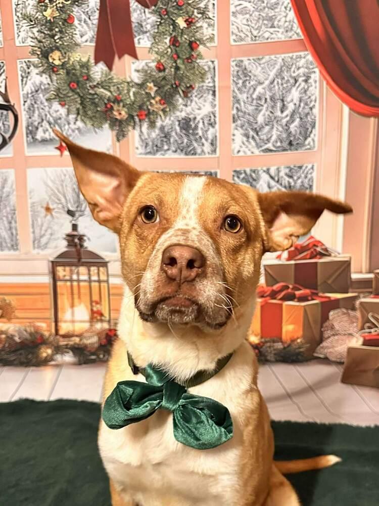Enlarge Pudding, a Adoptable mixed breed in Indianapolis, IN image 1/6