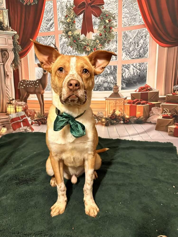 Enlarge Pudding, a Adoptable mixed breed in Indianapolis, IN image 2/6
