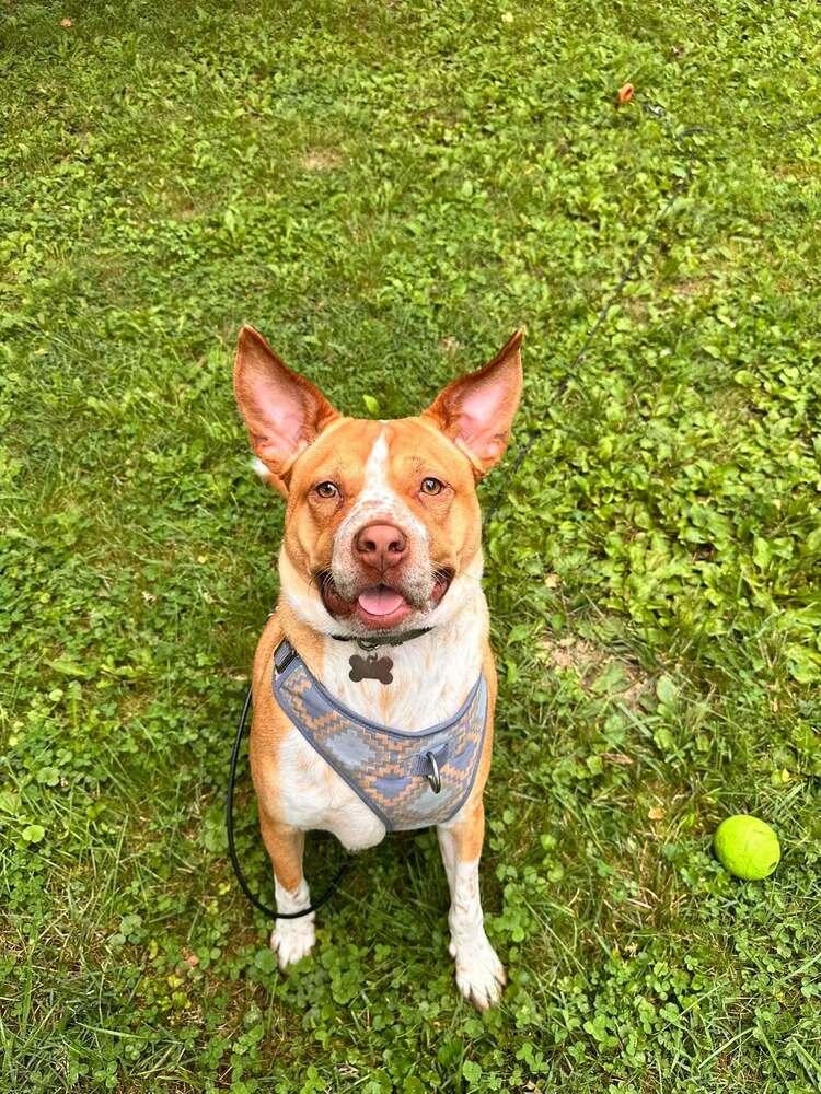 Enlarge Pudding, a Adoptable mixed breed in Indianapolis, IN image 4/6