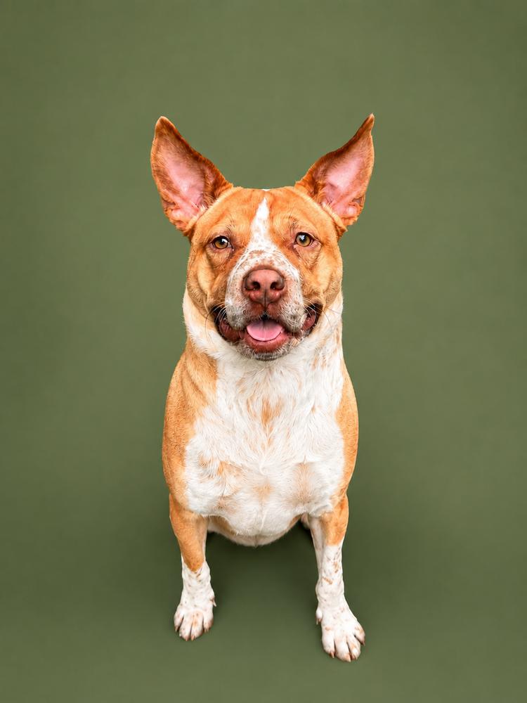 Enlarge Pudding, a Adoptable mixed breed in Indianapolis, IN image 5/6