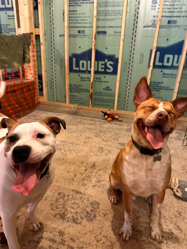 Enlarge Pudding, a Adoptable mixed breed in Indianapolis, IN image 6/6