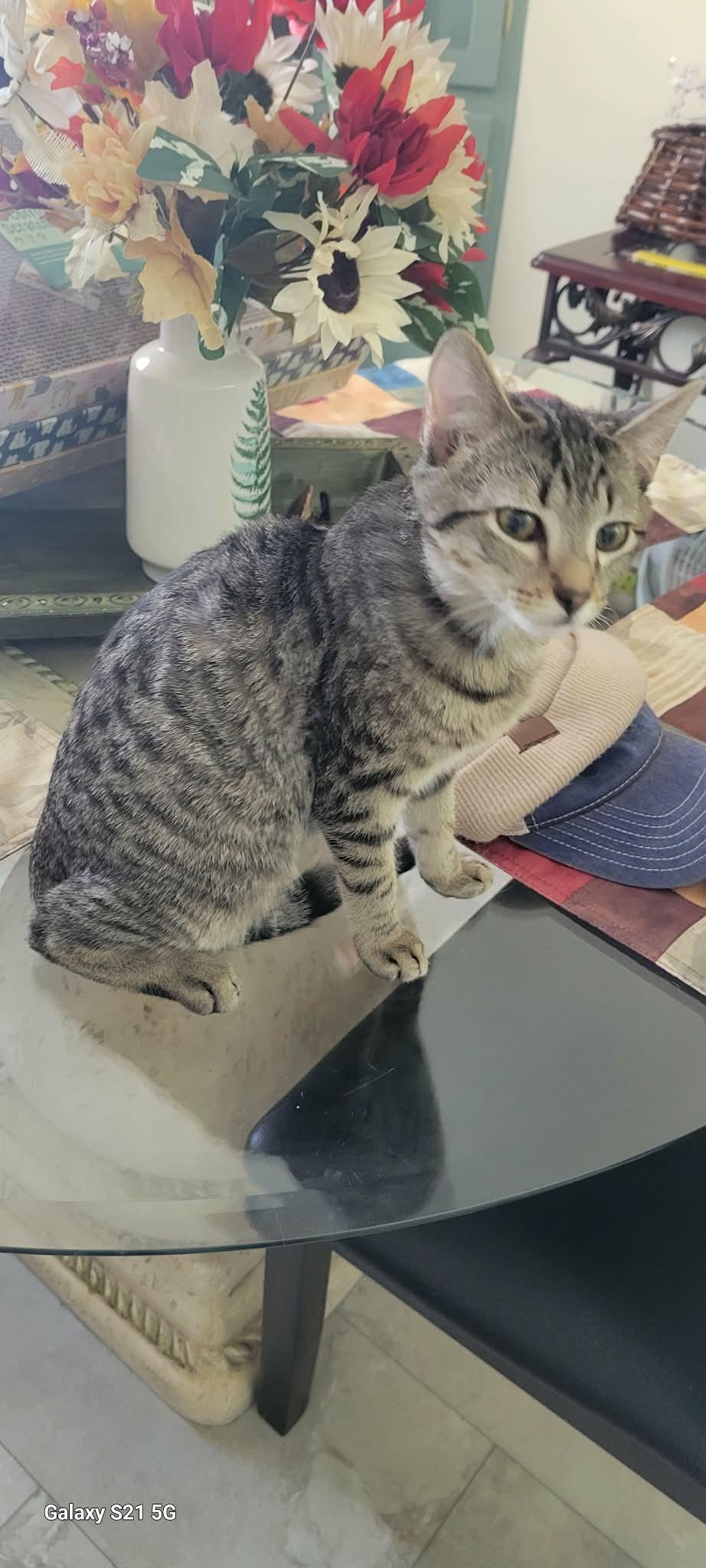 Enlarge Teal'c, a Adoptable American Shorthair in Roanoke, AL image 1/1