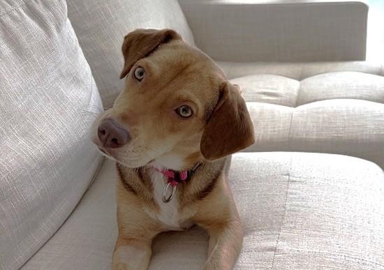 Enlarge Abby (23 lbs), an adopted mixed breed in Mississauga, ON image 4/6