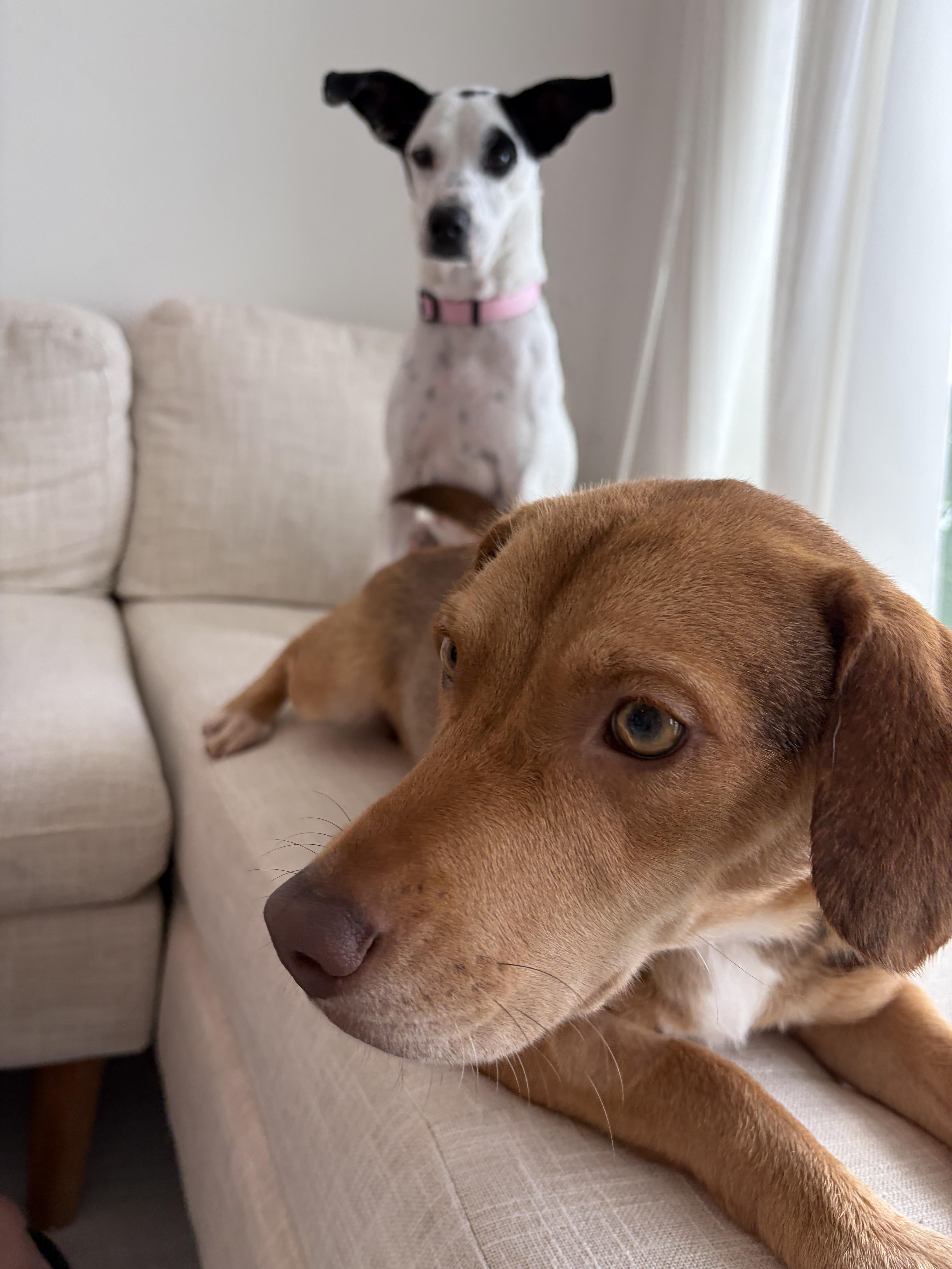 Enlarge Abby (23 lbs), an adopted mixed breed in Mississauga, ON image 3/6