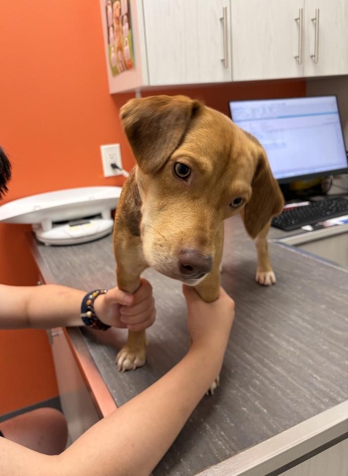 Enlarge Abby (23 lbs), an adopted mixed breed in Mississauga, ON image 2/6