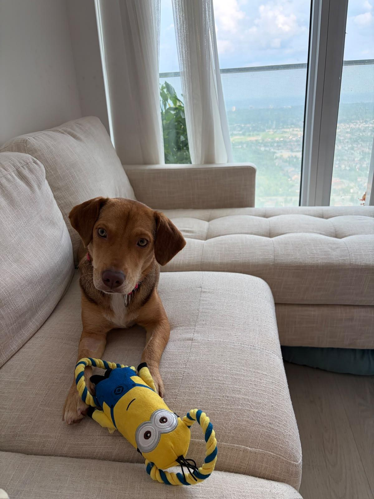 Enlarge Abby (23 lbs), an adopted mixed breed in Mississauga, ON image 1/6
