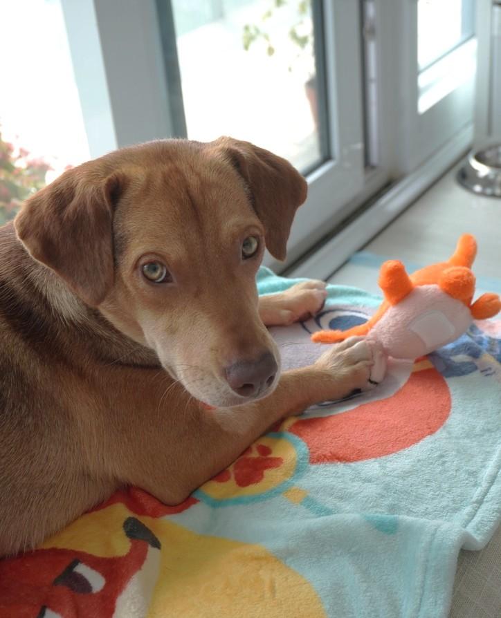 Enlarge Abby (23 lbs), an adopted mixed breed in Mississauga, ON image 6/6