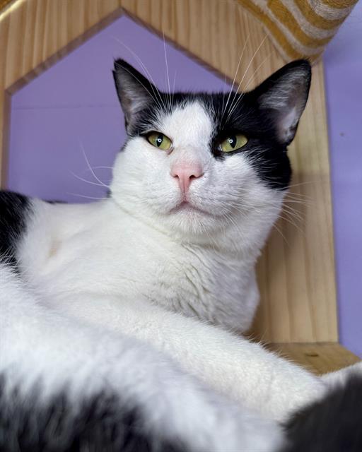 MISCHIEF, Adoptable, Young Male Domestic Short Hair.
