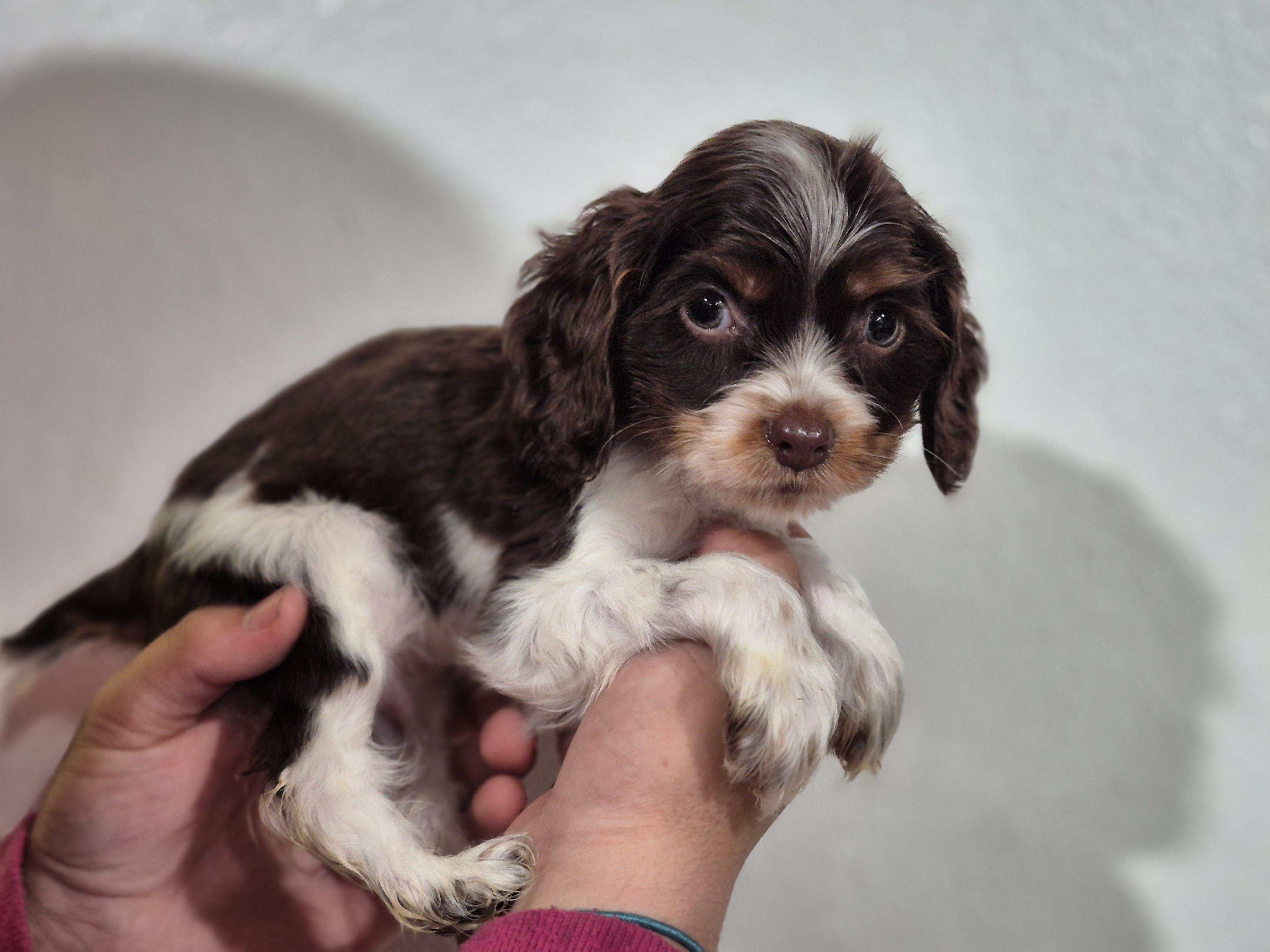 Enlarge Cornelius (the runt), a Adoptable Cocker Spaniel in metairie, LA image 2/6