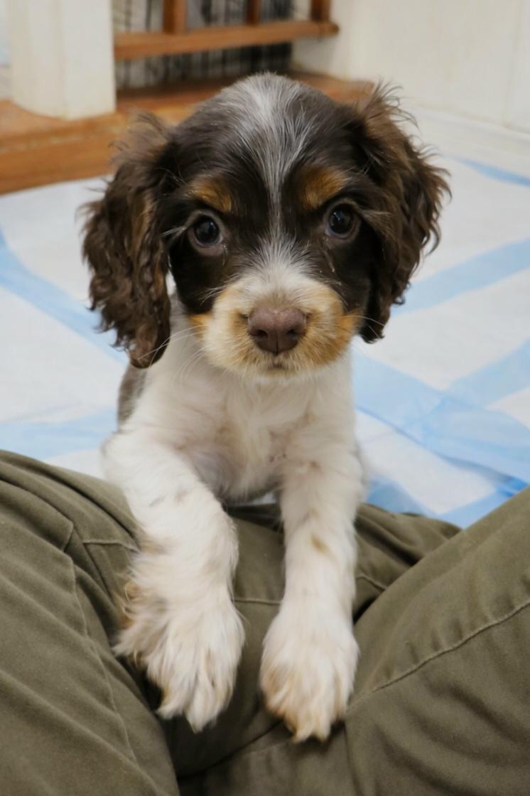 Enlarge Cornelius (the runt), a Adoptable Cocker Spaniel in metairie, LA image 3/6
