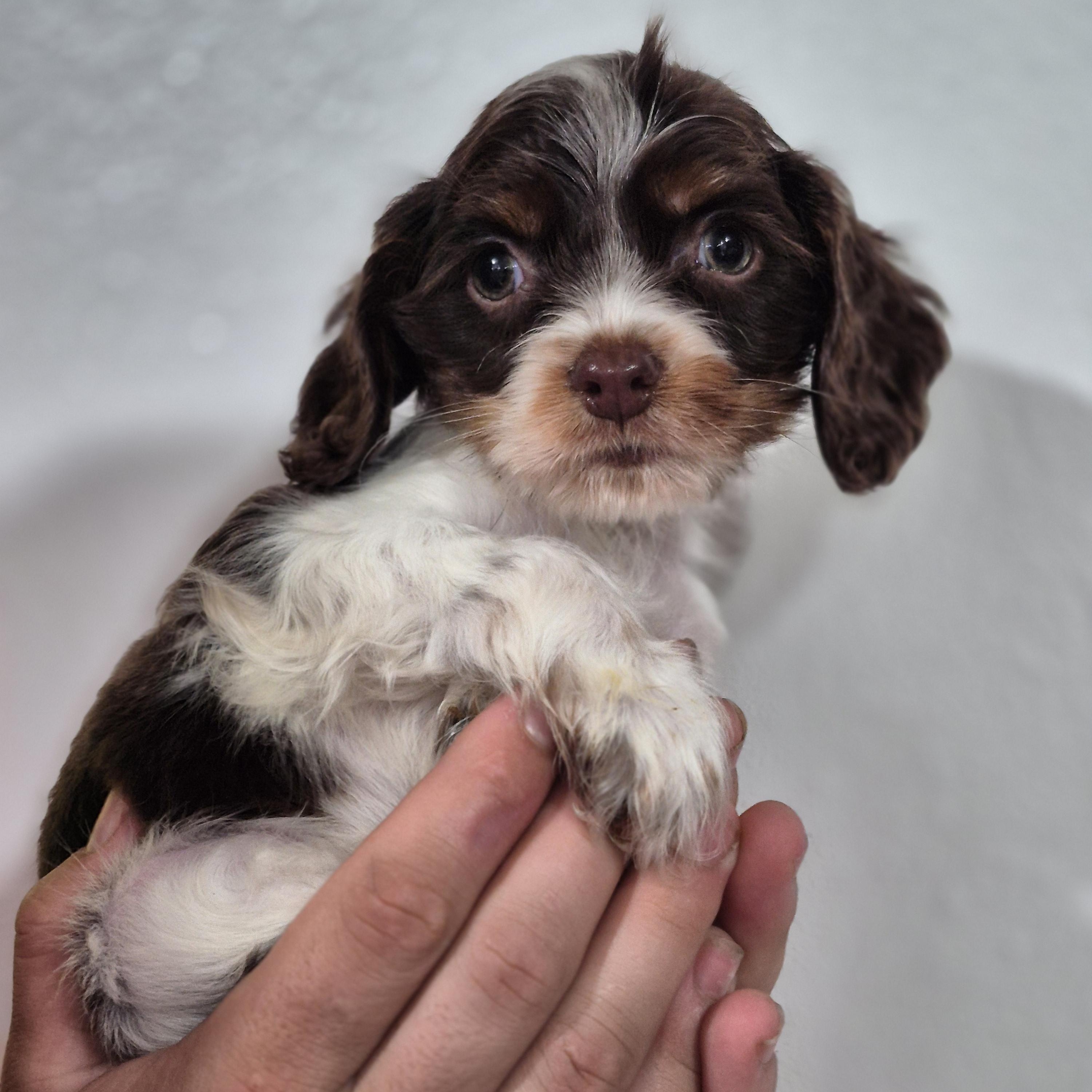 Enlarge Cornelius (the runt), a Adoptable Cocker Spaniel in metairie, LA image 1/6