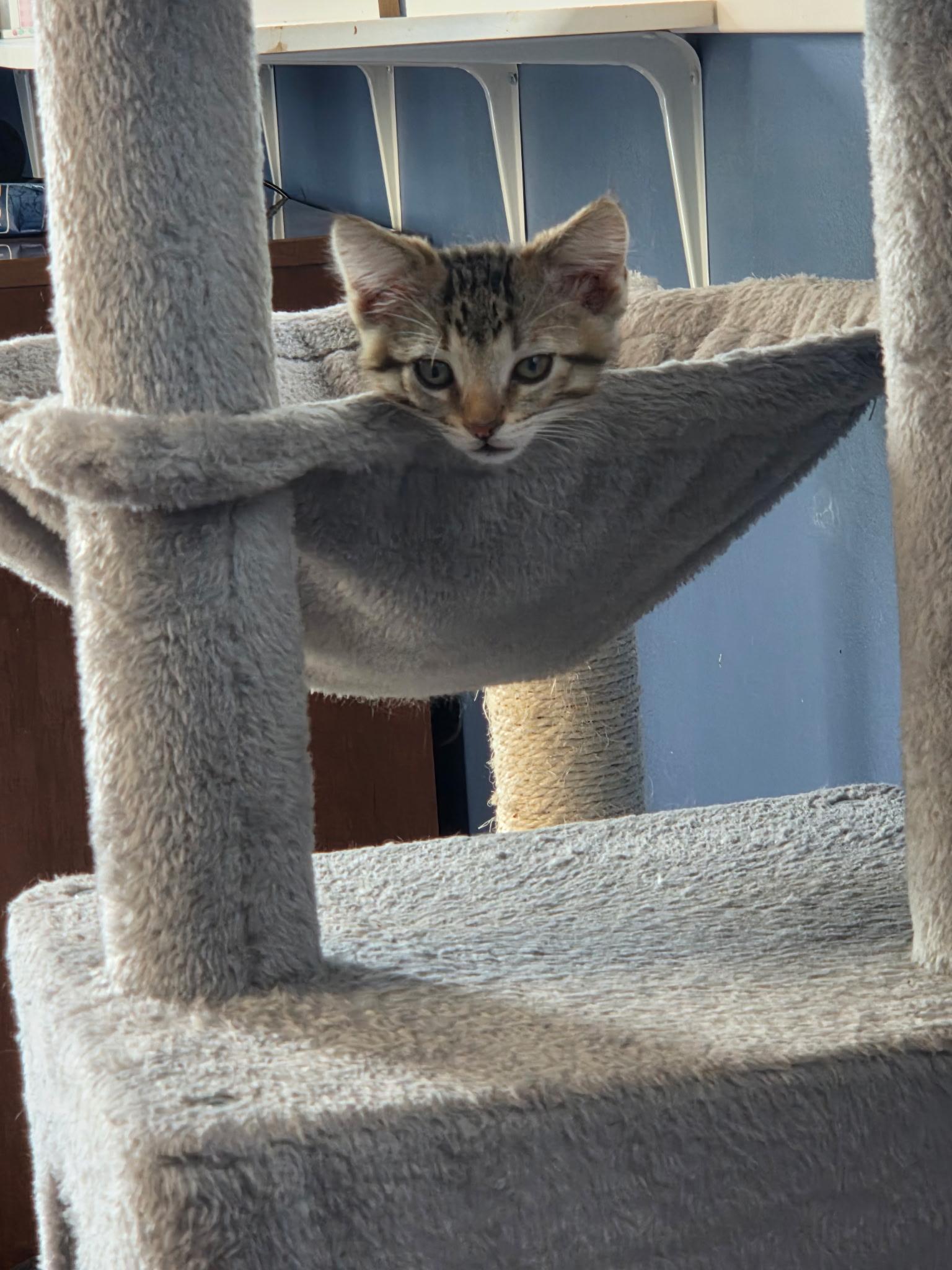 Einstein, a Adoptable Domestic Short Hair in Farmington, MN image 2/3