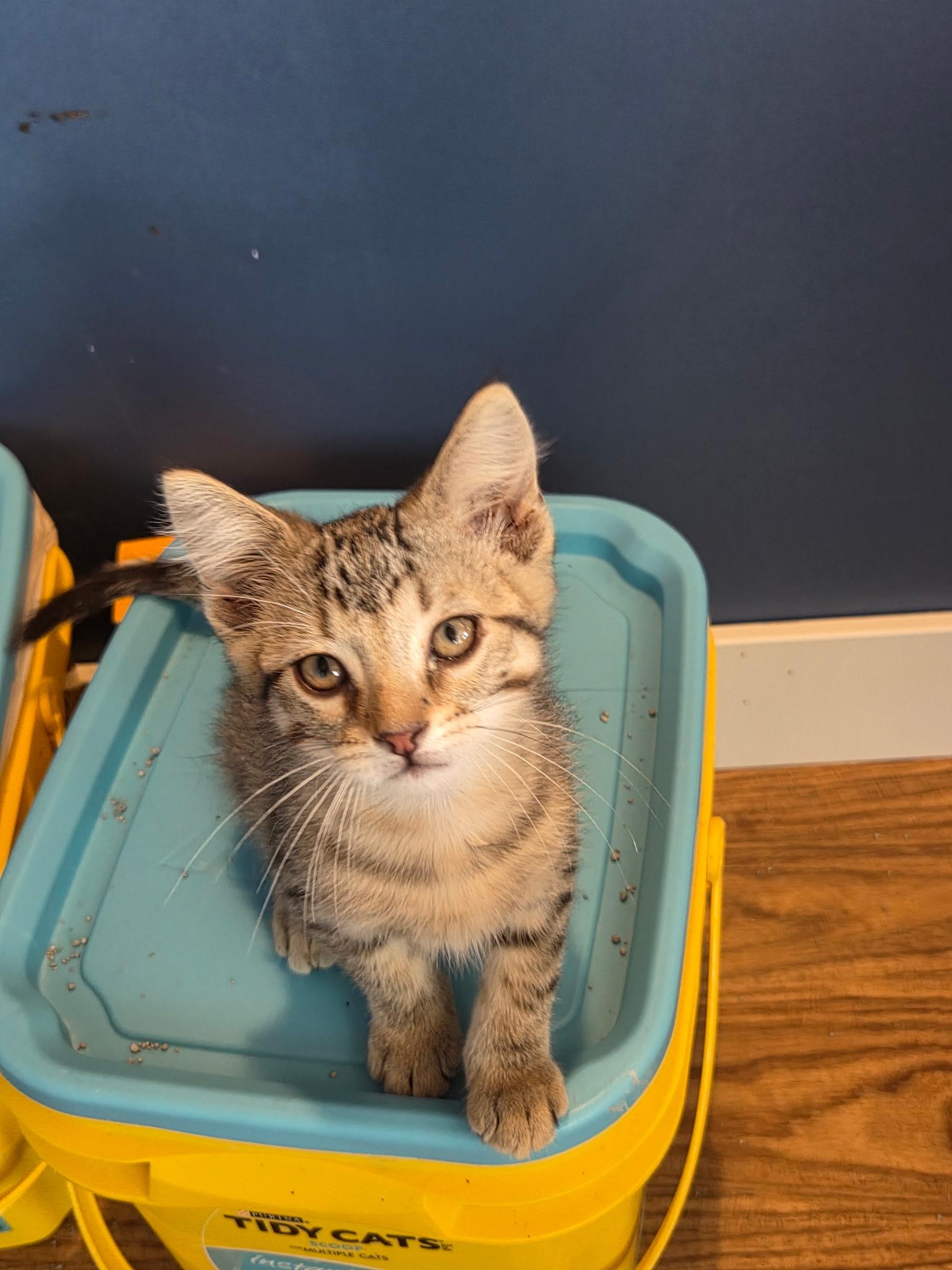 Einstein, a Adoptable Domestic Short Hair in Farmington, MN image 3/3