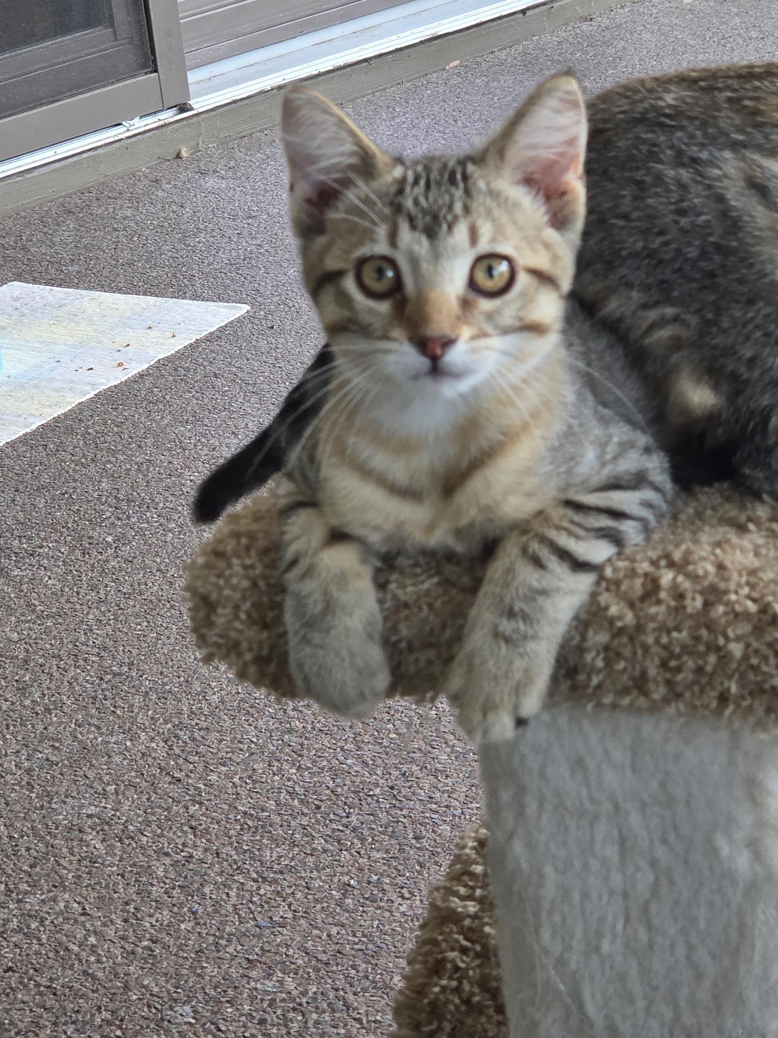 Einstein, Adoptable, Kitten Male Domestic Short Hair.