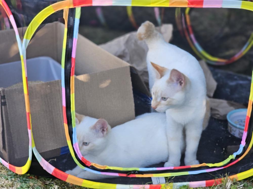 Enlarge Shorty, a Adoptable Domestic Short Hair in Bellingham, WA image 1/3