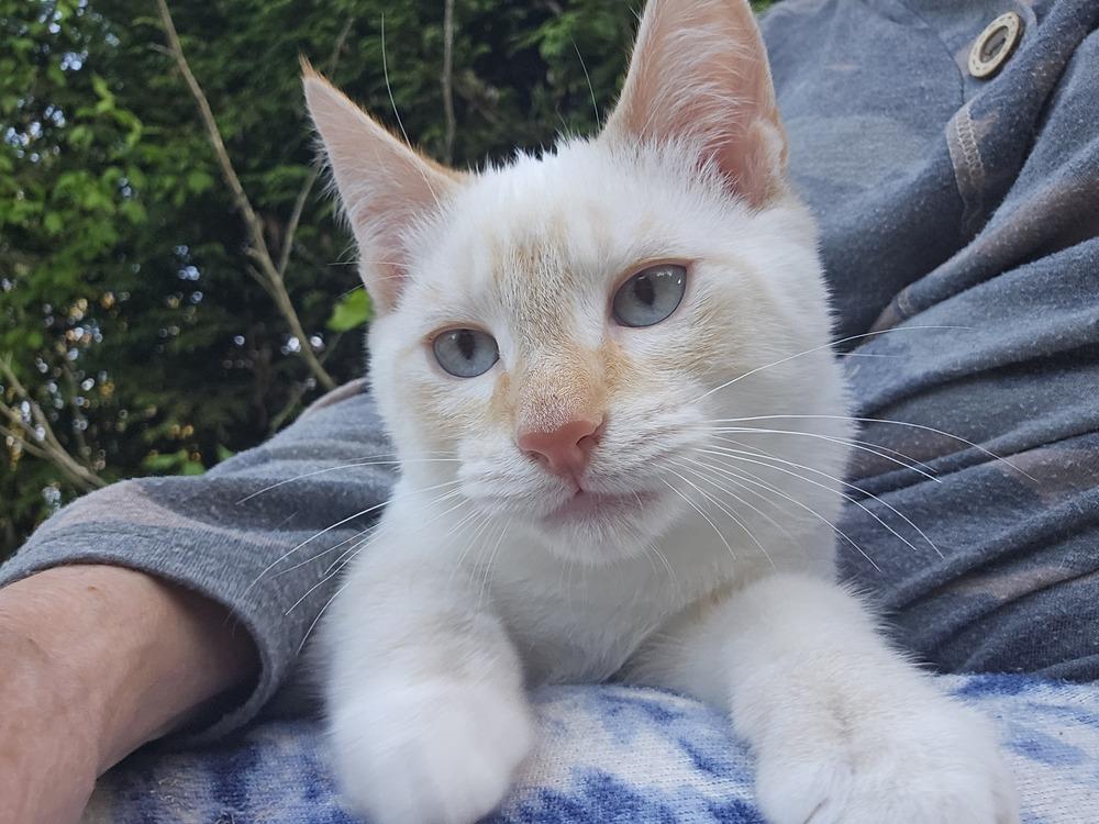 Enlarge Shorty, a Adoptable Domestic Short Hair in Bellingham, WA image 2/3